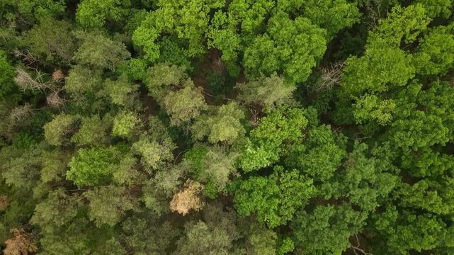 Aerial view of lush green forest canopy with tall trees moving in wind for nature background.