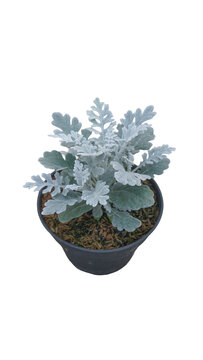 Silver ragwort dusty miller plant in black pot PNG isolated on transparent background
