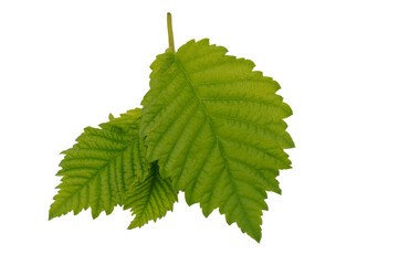 Elm tree leaf isolated on white background © wasnoch