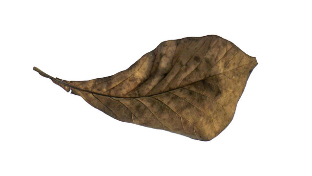 Dry leaf PNG isolated on transparent background, brown teak leaf cutout