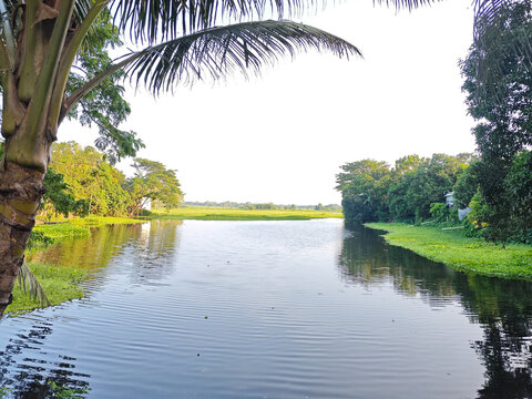 Peaceful river view with hanging palm leaves framing the water and distant green trees landscape outdoors tranquil