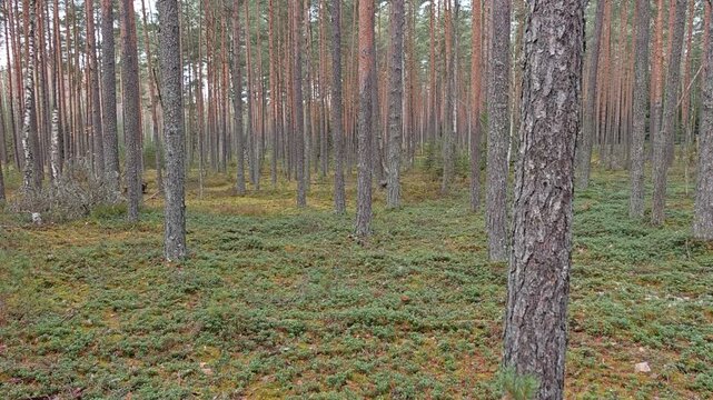 Pines, birches and spruce trees grow in the mixed forest. Fallen and broken trees are found Grass, moss and berry bushes grow on the ground, strewn with fallen leaves and needles Cloudy autumn weather