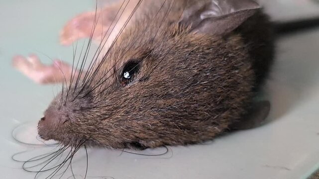 A small mouse pest affected by rodenticide, illustrating household pest control and the management of unwanted rodents in residential or agricultural environments.