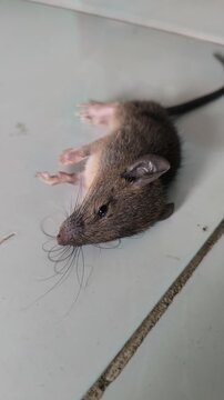 A small mouse pest affected by rodenticide, illustrating household pest control and the management of unwanted rodents in residential or agricultural environments.