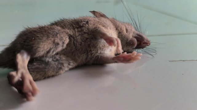 A small mouse pest affected by rodenticide, illustrating household pest control and the management of unwanted rodents in residential or agricultural environments.