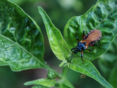 Close up of a red assassin bug (Rhynocoris iracundus) resting on a vibrant green leaf. Detailed macro view of an insect in its natural garden habitat, perfect for nature and entomology concepts