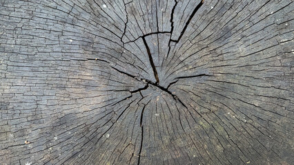 old wood texture. Texture of old tree trunk. © Erick Fahrizal