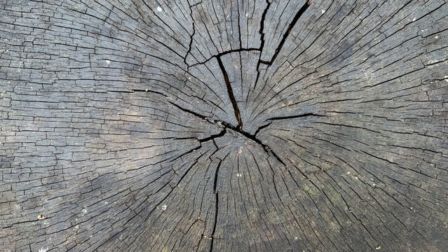 old wood texture. Texture of old tree trunk.