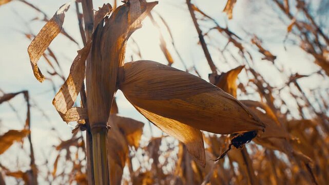 Low angle panning shot of a dry corn ear on the stalk backlit by the sun against a blue sky in a mature maize field ready for harvest