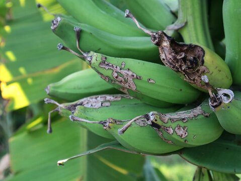 Close up of a bunch of raw green bananas growing on a tree stem, showing brown scab marks and skin damage caused by agricultural pests or disease in a plantation garden setting during daytime