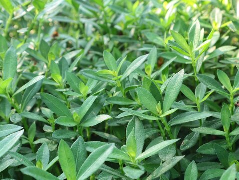Close up of vibrant fresh green alligator weed (Alternanthera philoxeroides) leaves growing densely in a lush outdoor garden setting during daytime, presenting a vibrant botanical background