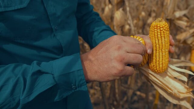 Farmer shelling ripe corn kernels off the cob by hand and showing the harvested grain in his palm in a dry maize field
