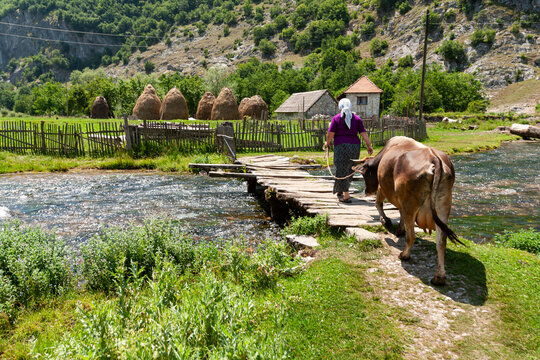Vusanje, Gusinje Municipality, Montenegro - 28 July 2005: View of a woman leading a cow across a rustic wooden bridge over a stream in a rural landscape with haystacks.