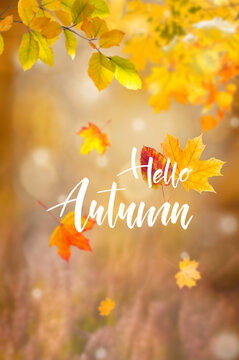 Autumn wallpaper with sunny fall leaves and lettring text