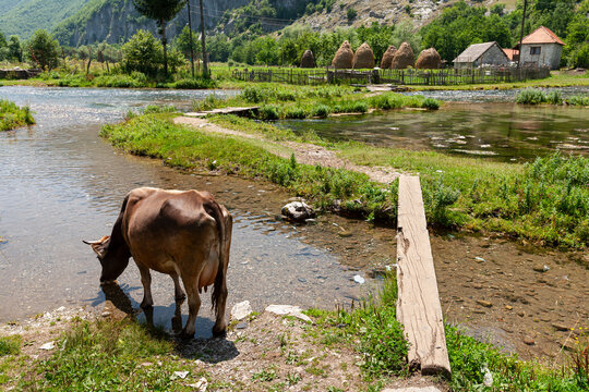 Vusanje, Gusinje Municipality, Montenegro - 28 July 2005: View of a cow drinking from a clear stream with a wooden plank bridge and traditional haystacks in the rural landscape.