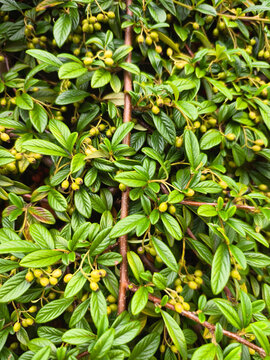 Macro photograph of Cotoneaster foliage with green unripe berries