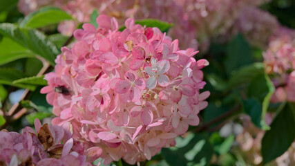 Fototapeta premium Close-up of pink flowering panicle hydrangea, Hydrangea paniculata, with maturing blossoms in a garden in late summer.
