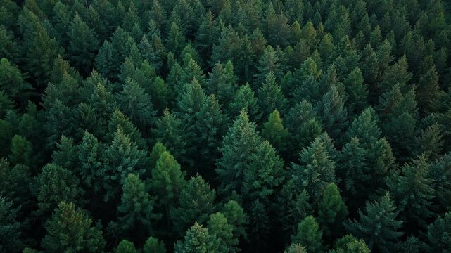 Nature background. Tree growing in lush forest. Nature landscape. Landscape with forest in spring. Green forest in summer aerial view. Rainforest ecosystem and healthy environment
