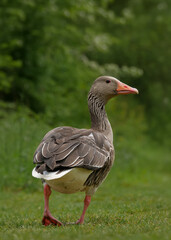 Goose stands on green grass with trees in the background during daylight © Jill Dundee