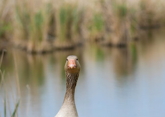 Grey goose by the water, looking towards the viewer on a sunny day © Jill Dundee