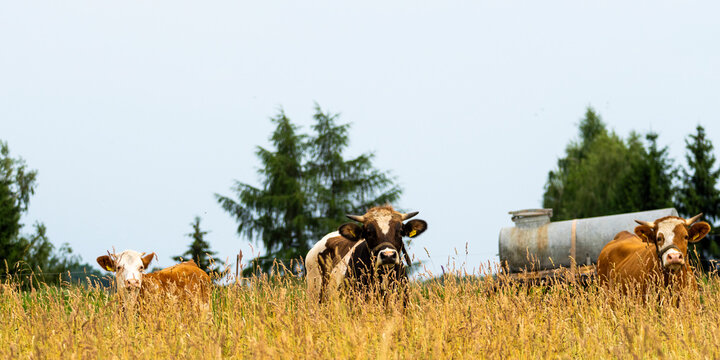 Neugierige Kuh auf einer Grasweide in der Oberlausitz 3
