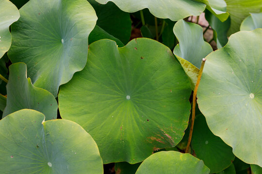 Close-up of lush, vibrant green lotus leaves creating a natural, tranquil background.