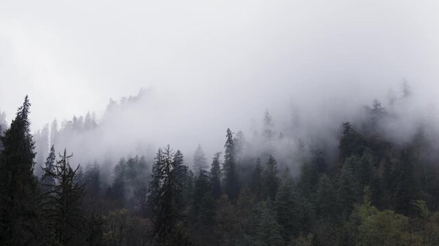 Misty Himalayan Forest Covered in Dense Fog and Tall Evergreen Trees