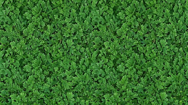 Top down view of dense green Azolla fern leaves forming a thick natural carpet. Vibrant foliage texture suitable for environmental, botanical, or organic background designs and patterns.