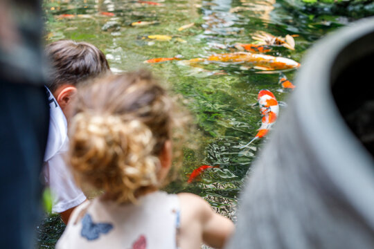 Young children captivated by vibrant koi fish swimming in a clear, green garden pond.