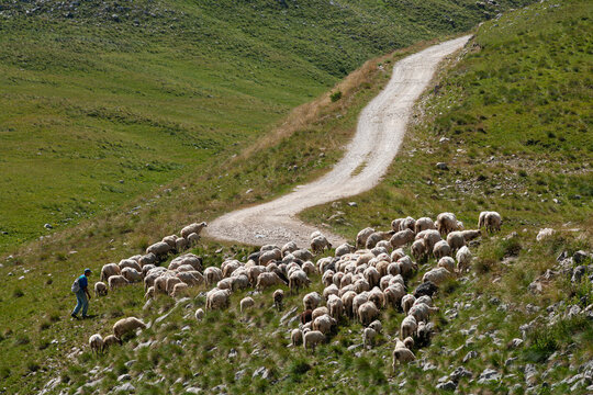 Zabljak, Montenegro - 30 July 2005: View of a shepherd herding a flock of sheep along a winding dirt path in Durmitor National Park, surrounded by lush green mountain slopes.