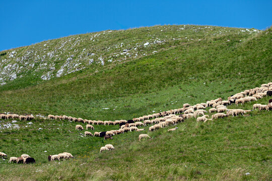 Zabljak, Zabljak Municipality, Montenegro - 30 July 2005: View of a large flock of sheep grazing on the lush green slopes of Durmitor National Park under a clear blue sky.