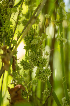 Parasitic dodder vine growing among dense green vegetation