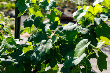 Fototapeta premium Close-up of vibrant green grape leaves thriving on a vine, illuminated by natural sunlight.