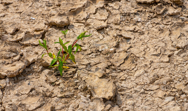 Last Green Plant Growing in Parched Soil as Symbol of Drought and Climate Change