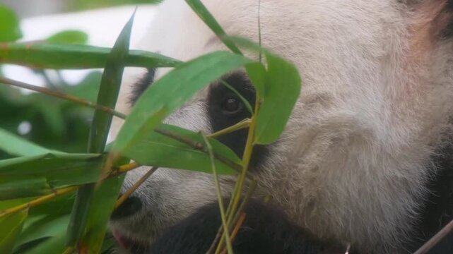 Giant panda eating bamboo leaves, close up of panda bear face in nature, wildlife animal in natural habitat