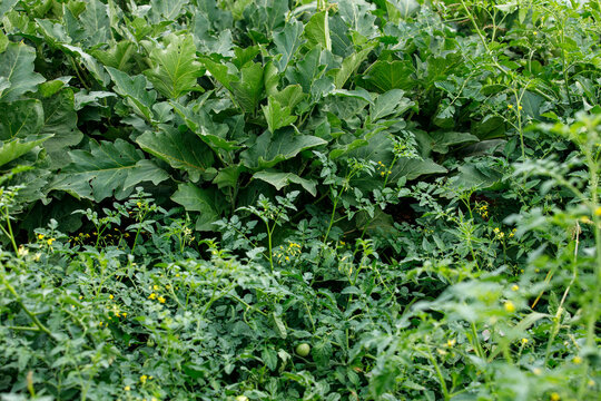 Close-up of a vibrant home garden with growing tomato plants, small yellow flowers, and eggplant lea