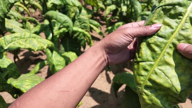 Hands examine diseased plant leaf.