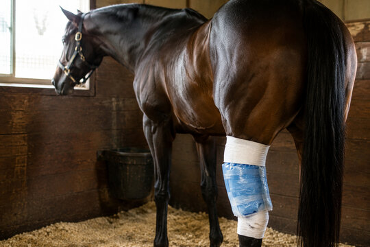 Racehorse in a stable with an ice pack wrapped around its hind leg.