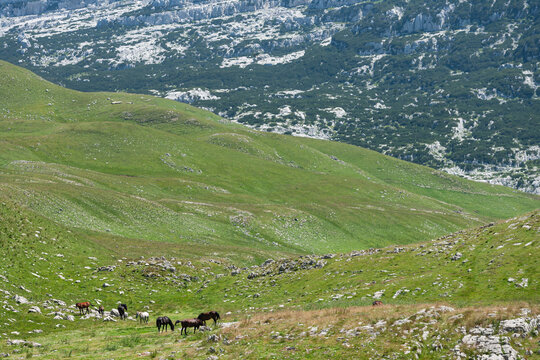 Zabljak, Montenegro - 30 July 2005: View of horses grazing in the green meadows of Durmitor National Park with rocky mountain slopes in the background.