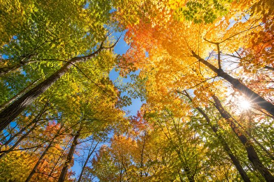 Looking up through a canopy of vibrant autumn trees with golden sunlight filtering through the colorful leaves.