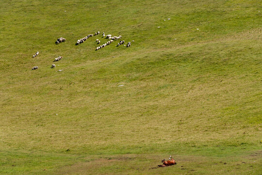 Zabljak, Zabljak Municipality, Montenegro - 29 July 2005: View of a flock of sheep grazing on the grassy slopes of Durmitor National Park with a horse resting on the ground.