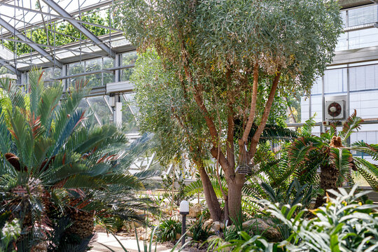 Vibrant tropical plants thrive inside a modern botanical garden greenhouse with a glass roof.