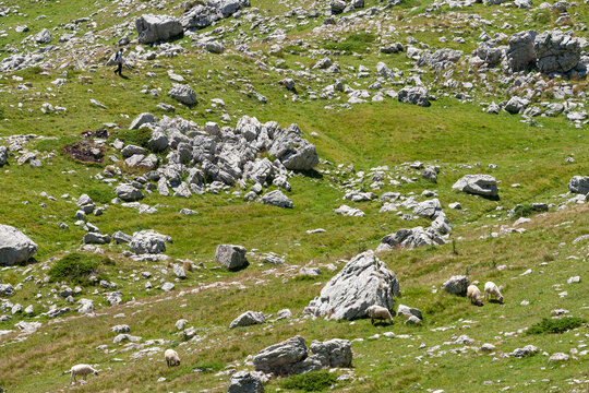 Zabljak, Zabljak Municipality, Montenegro - 30 July 2005: View of sheep grazing on the rocky, grassy slopes of Durmitor National Park with a person walking in the distance.