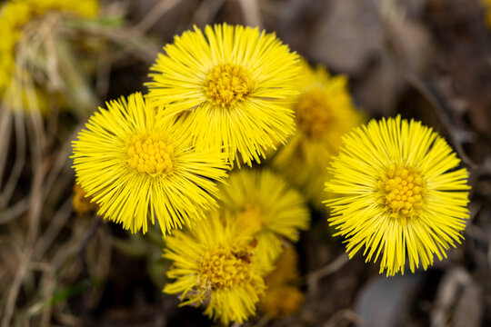 Group of bright yellow coltsfoot (Tussilago farfara) flowers on spring ground close up