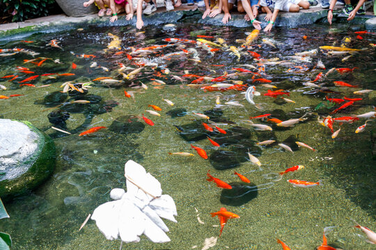 Children's hands reach into a clear pond, feeding a multitude of colorful koi and goldfish, a joyful