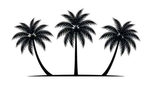 palm tree silhouette