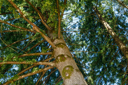 Looking up into the lush green canopy of a tall evergreen tree against a bright blue sky.