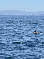 Fototapeta premium Dolphin swimming in calm ocean water with coastal mountains