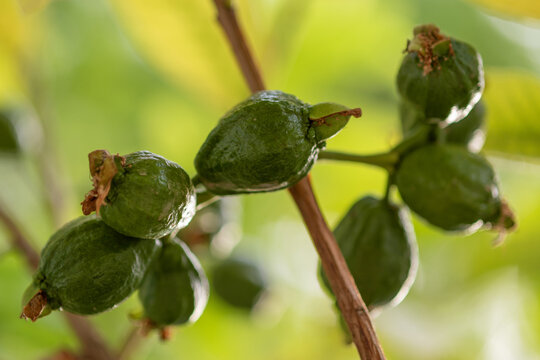 Grappe de goyaves sur une branche de goyavier