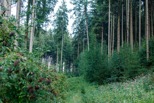 Dense forest landscape featuring tall trees, vibrant green foliage, and wildflowers, evoking nature'